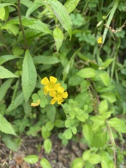 Oxalis dillenii