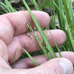 Dichanthelium linearifolium