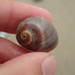 Recluz's Moon Snail - Photo (c) Alex Bairstow, some rights reserved (CC BY-NC), uploaded by Alex Bairstow