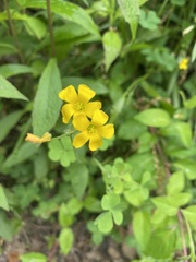 Oxalis dillenii