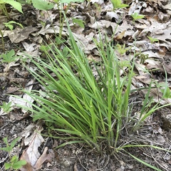 Dichanthelium linearifolium