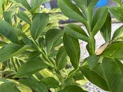 Amorphophallus paeoniifolius