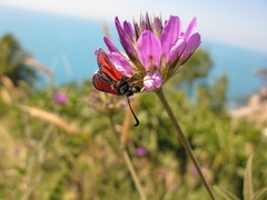 Zygaena punctum