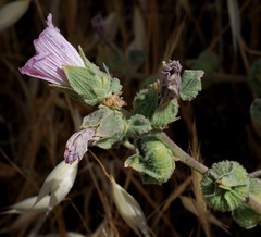 Alcea acaulis