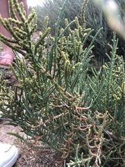 Arthrocaulon macrostachyum