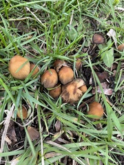 Psathyrellaceae