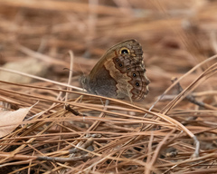 Paramacera xicaque xicaque