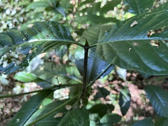 Oxyanthus speciosus