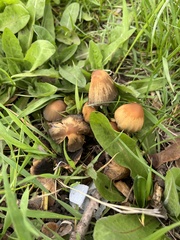 Psathyrellaceae