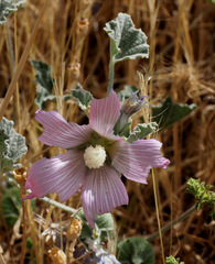 Alcea acaulis