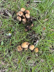 Psathyrellaceae