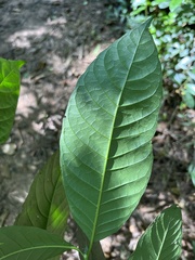 Oxyanthus speciosus