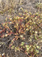 Mesembryanthemum nodiflorum