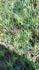 Aegilops neglecta