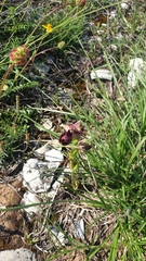 Ophrys × lyrata