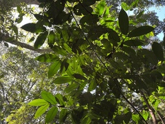 Oxyanthus speciosus