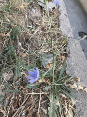 Cichorium intybus