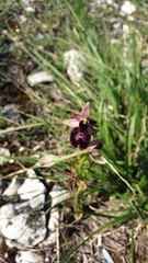 Ophrys × lyrata