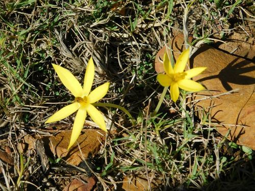 Autumn golden star (Empodium plicatum)