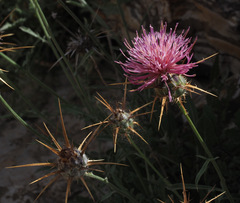 Centaurea eryngioides