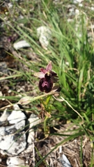 Ophrys × lyrata