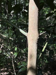 Oxyanthus speciosus