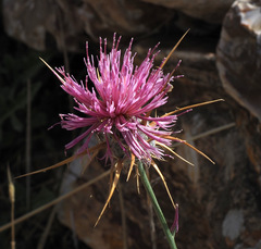 Centaurea eryngioides