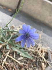 Cichorium intybus