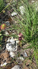 Ophrys × lyrata