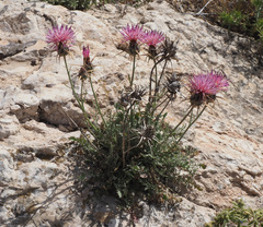 Centaurea eryngioides