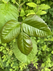 Toxicodendron radicans