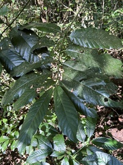 Oxyanthus speciosus
