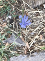 Cichorium intybus