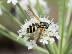 Chrysotoxum intermedium