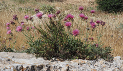 Centaurea eryngioides