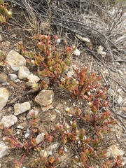 Mesembryanthemum nodiflorum