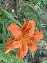 Hemerocallis fulva kwanso