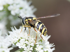 Chrysotoxum intermedium