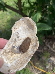 Pyrrharctia isabella