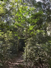 Oxyanthus speciosus