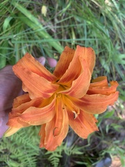 Hemerocallis fulva kwanso