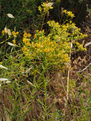 Haplophyllum buxbaumii