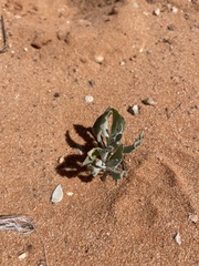 Dimorphocarpa wislizeni