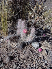 Austrocylindropuntia shaferi