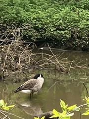 Branta canadensis
