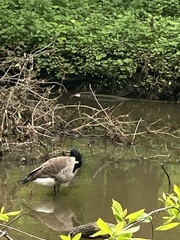 Branta canadensis