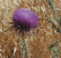 Onopordum palaestinum