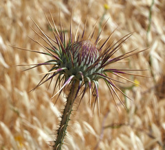 Onopordum palaestinum