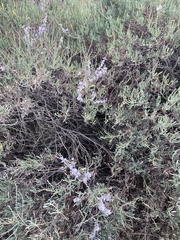 Limoniastrum monopetalum