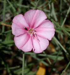 Convolvulus dorycnium